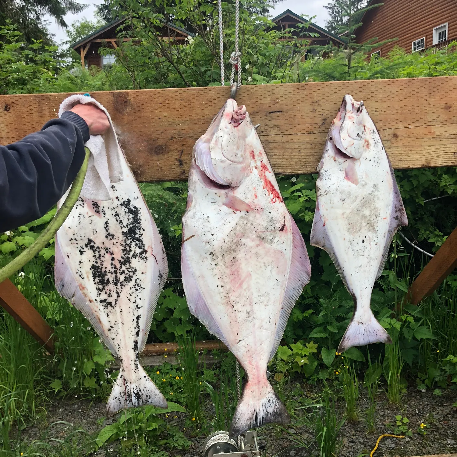 angler catch
