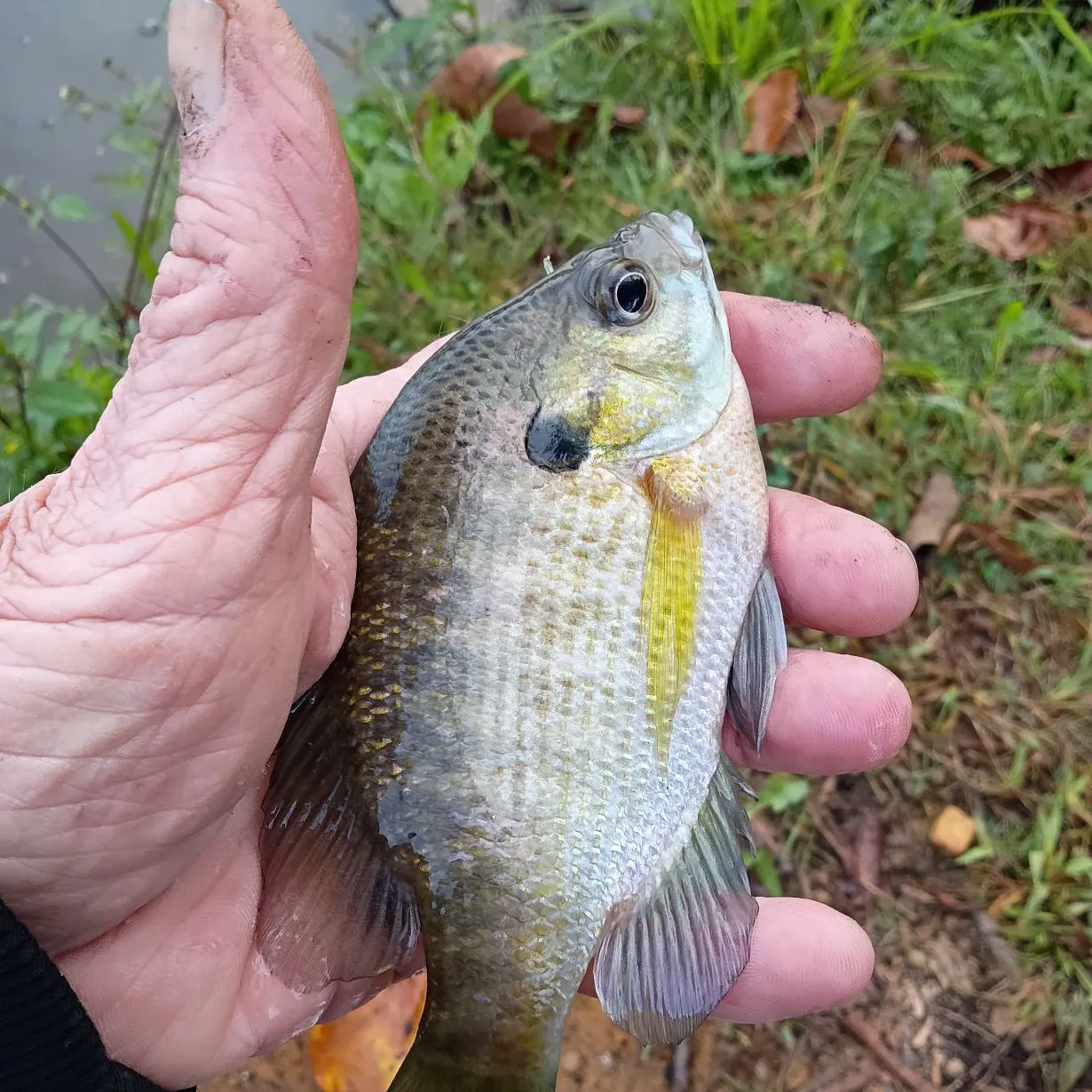 Bluegill caught on Fishbrain