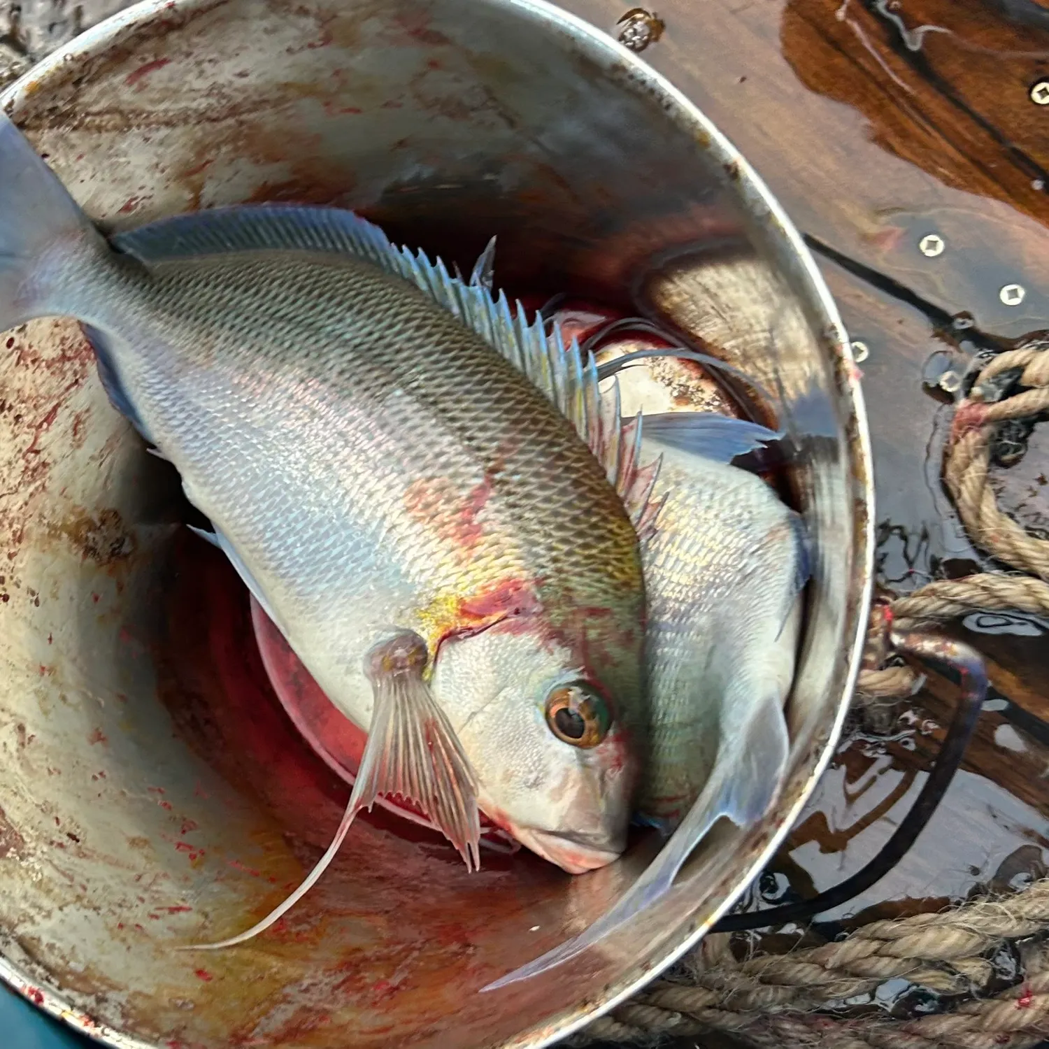 The most recent Blue morwong catches on Fishbrain