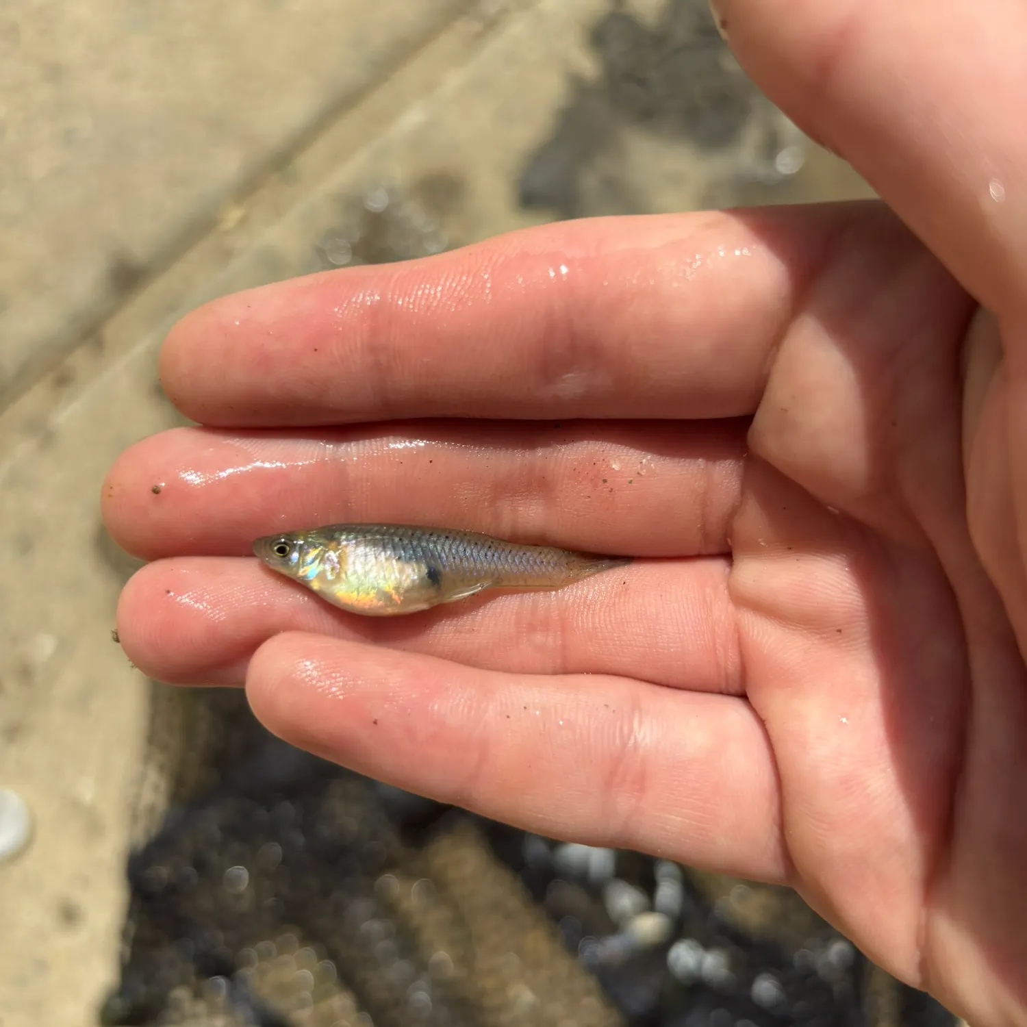 The most recent Eastern mosquitofish catches on Fishbrain