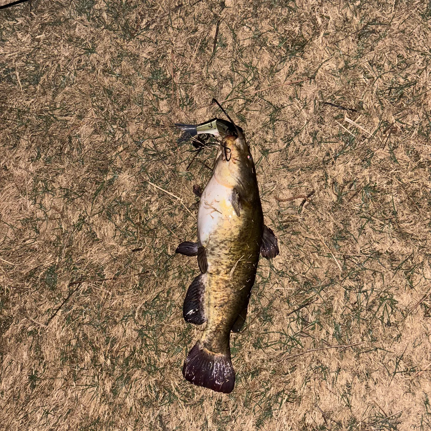 The most recent Black bullhead catches on Fishbrain