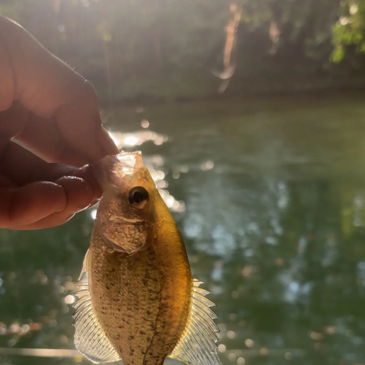 The most recent Flier catches on Fishbrain