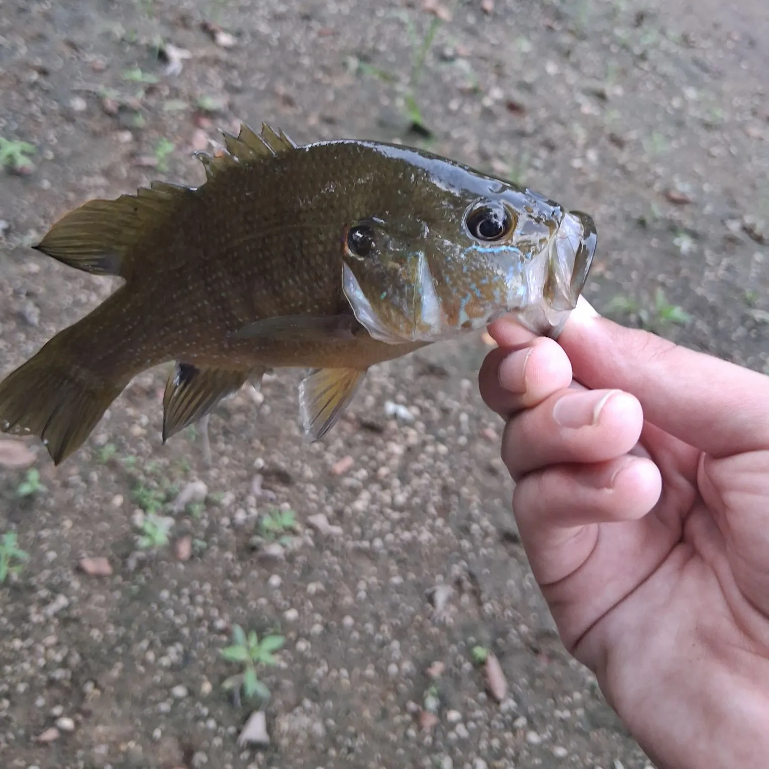 Green sunfish caught on Fishbrain