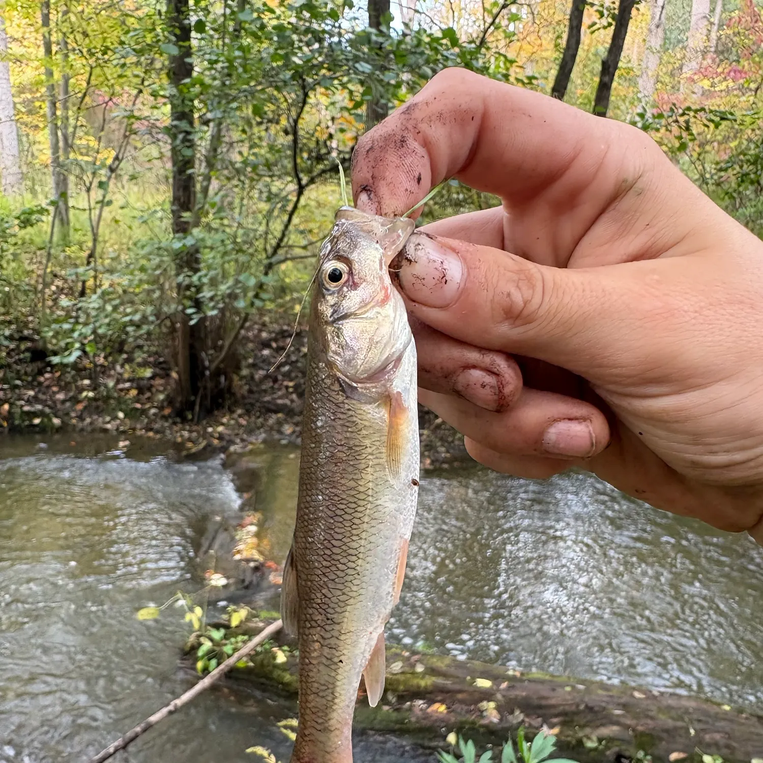 Creek chub caught on Fishbrain