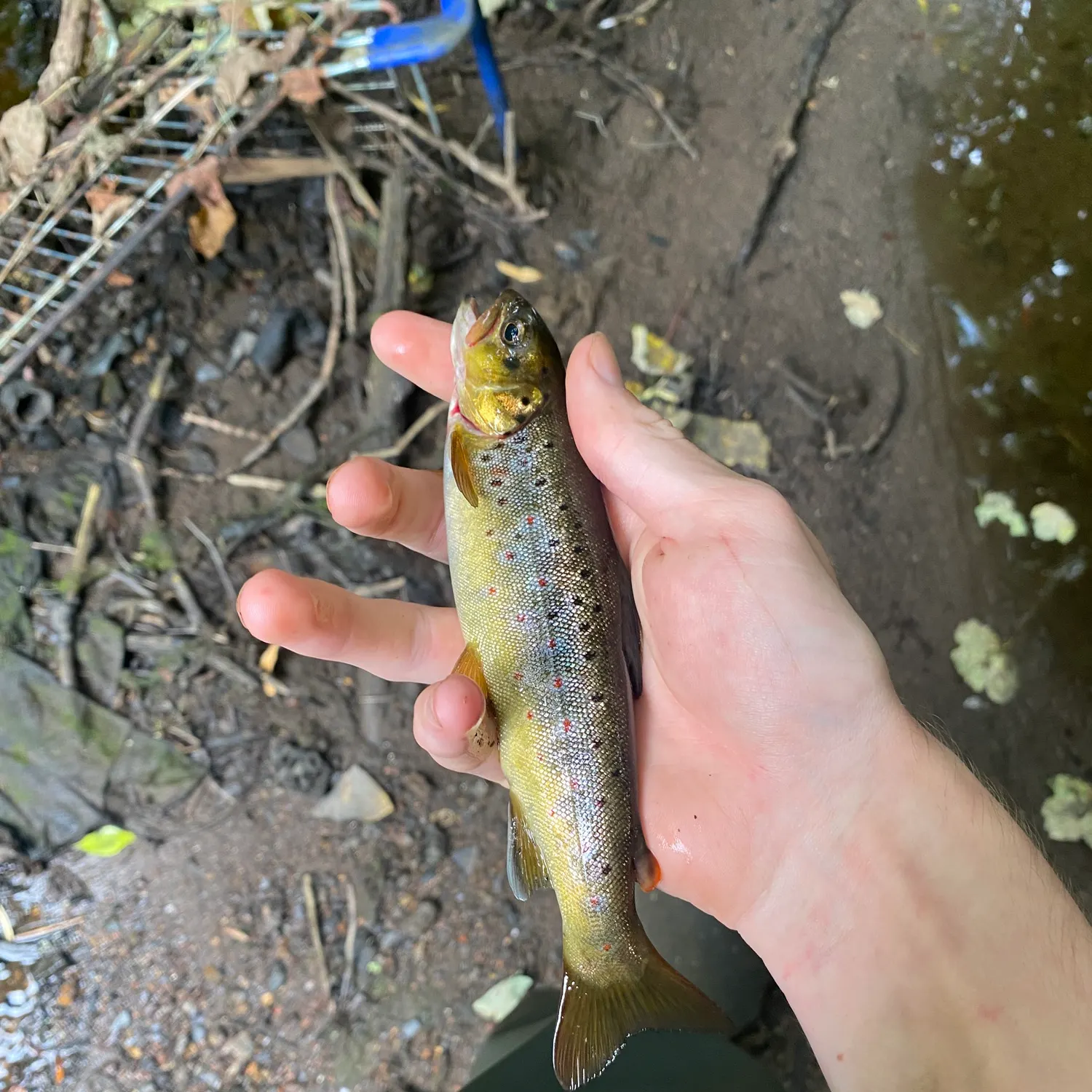 Brown trout caught on Fishbrain
