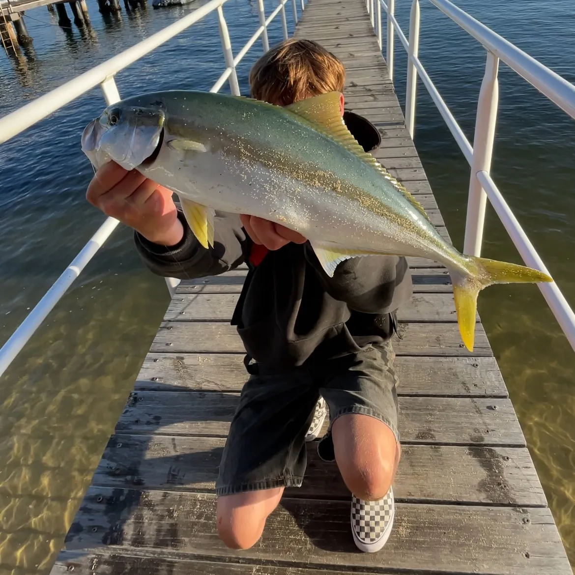 The most recent Southern yellowtail amberjack catches on Fishbrain