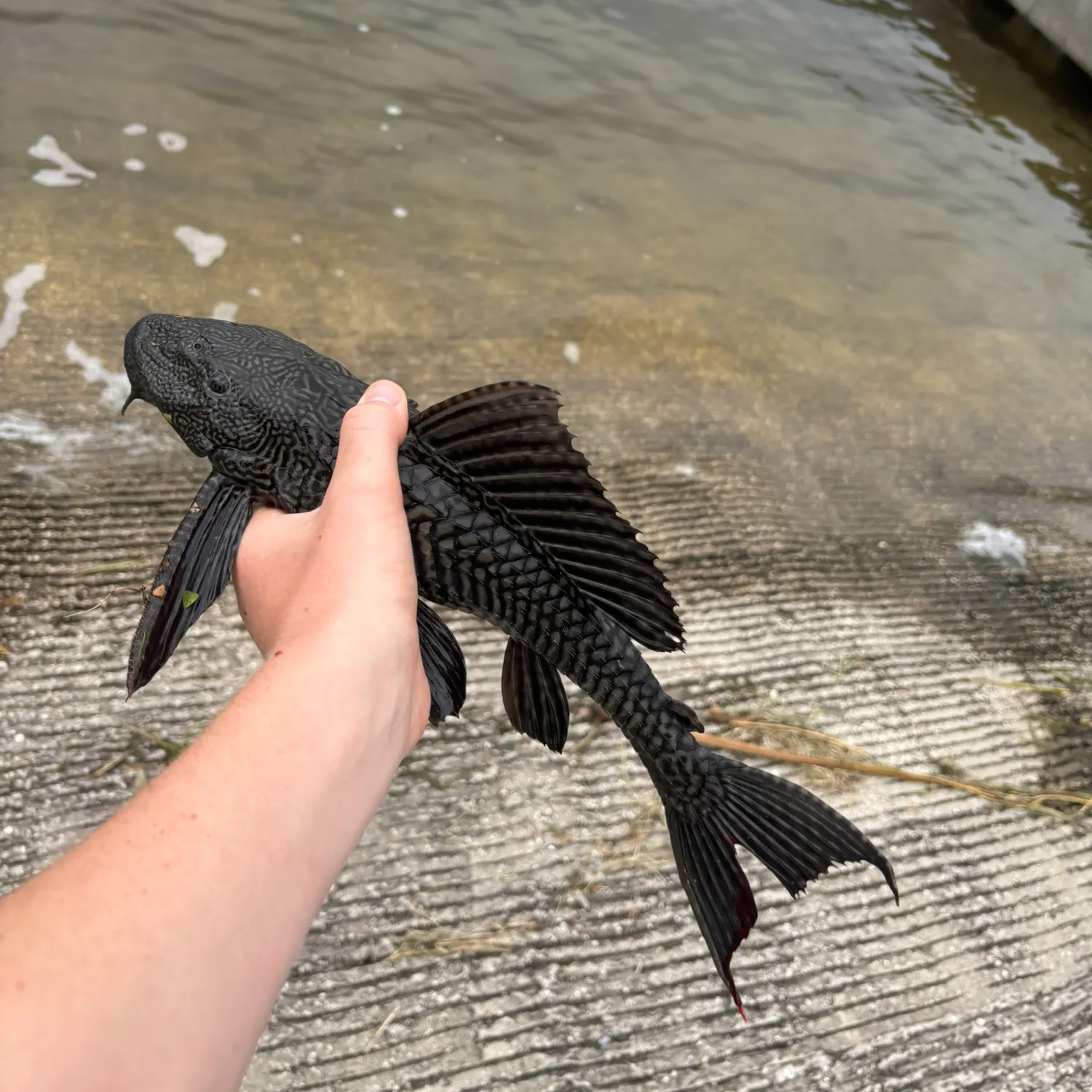 The most recent Suckermouth catfish catches on Fishbrain