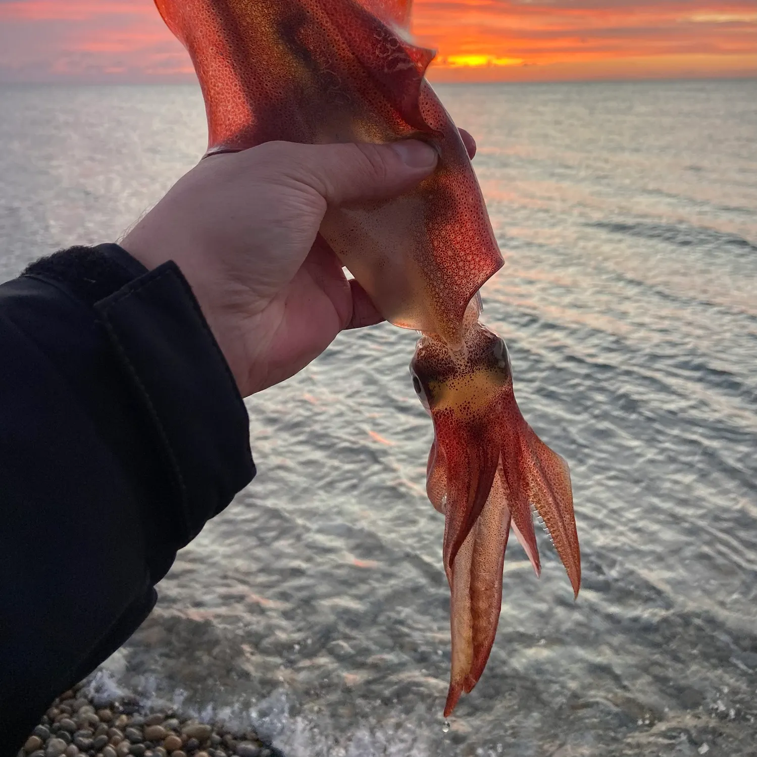 The most recent European flying squid catches on Fishbrain