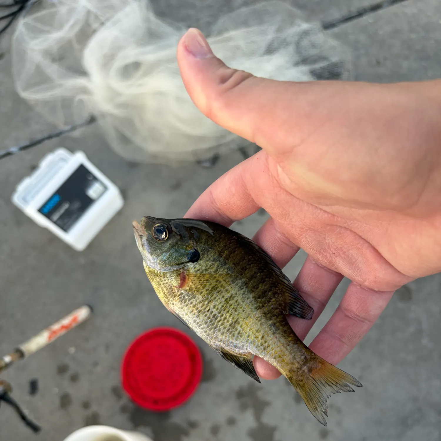 Bluegill caught on Fishbrain