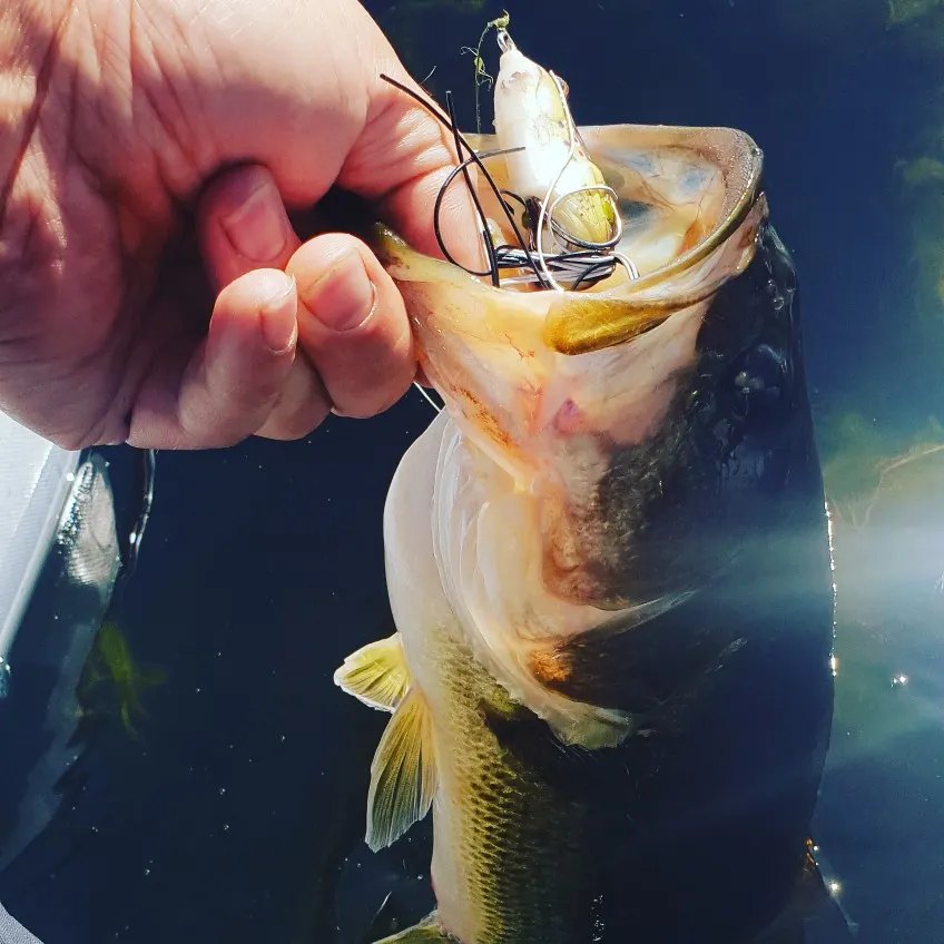 Post image from MEbassanator