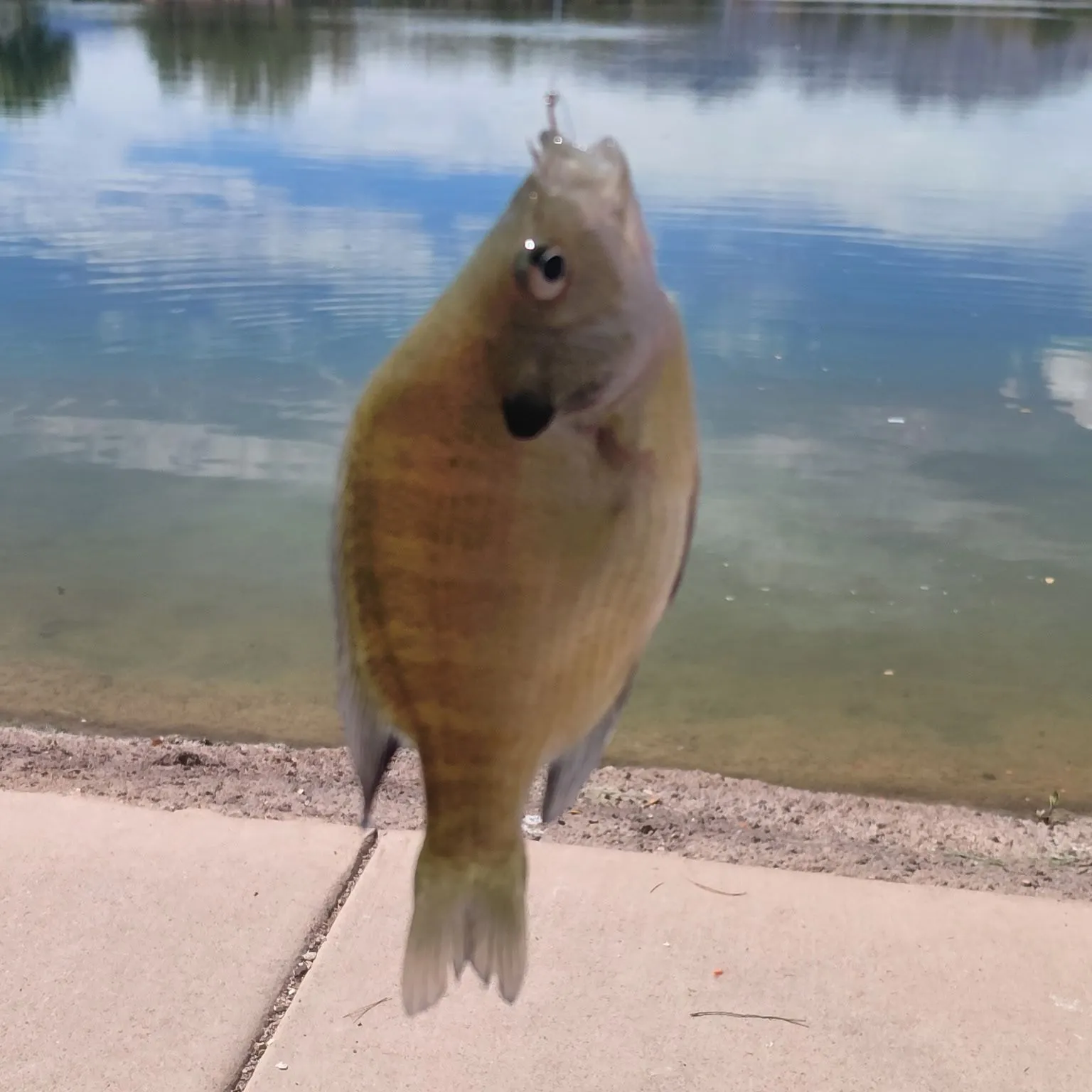Bluegill caught on Fishbrain
