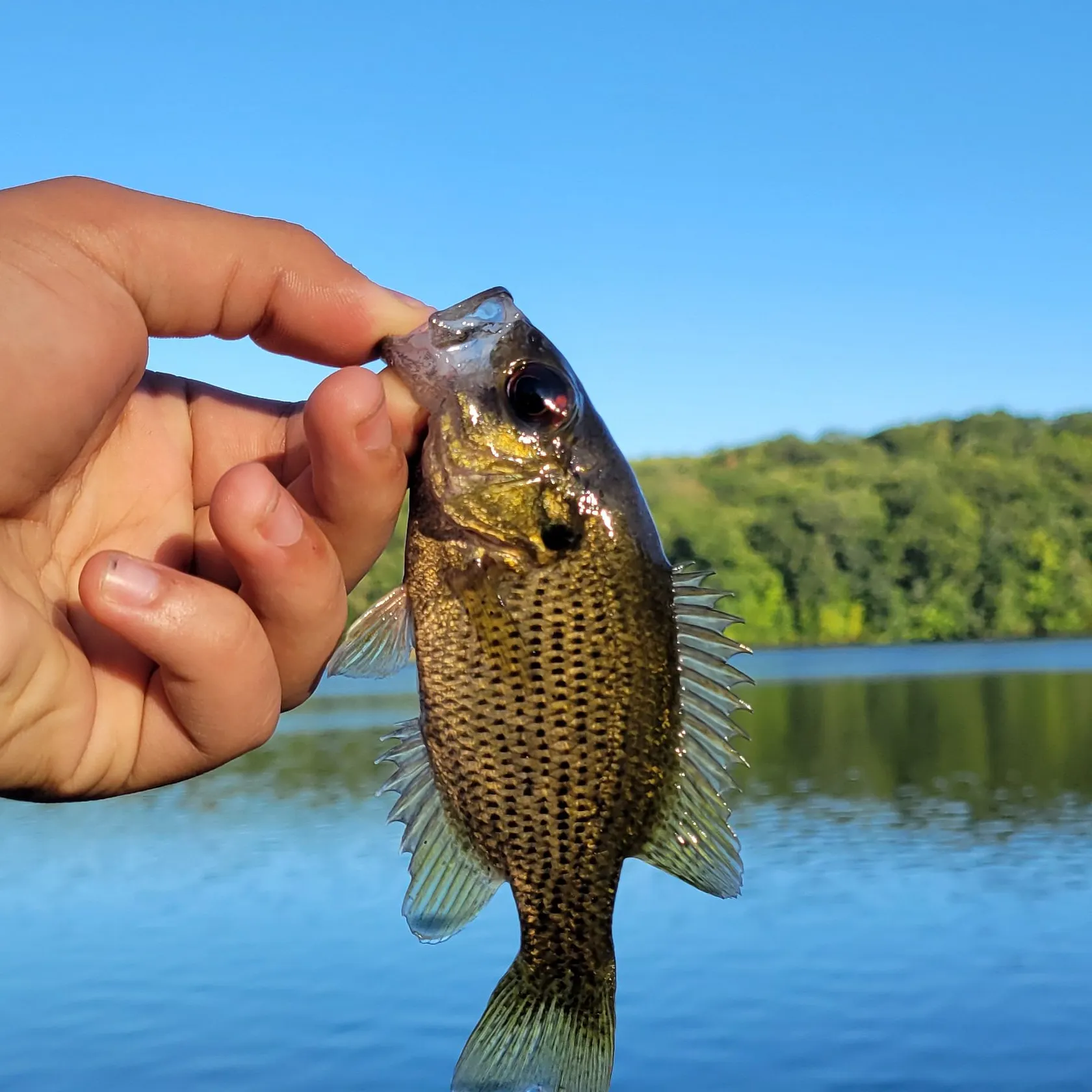 Rock bass caught on Fishbrain