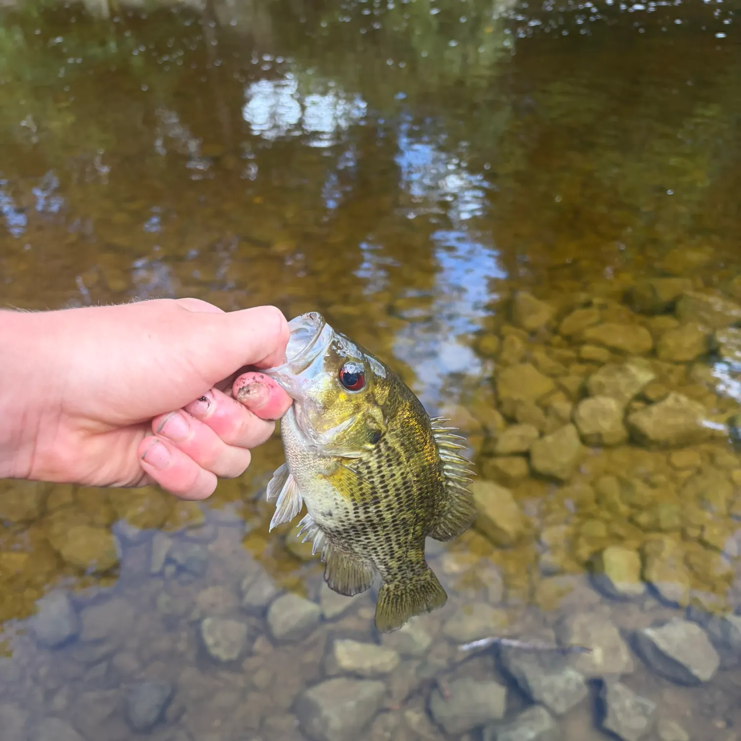 Rock bass caught on Fishbrain