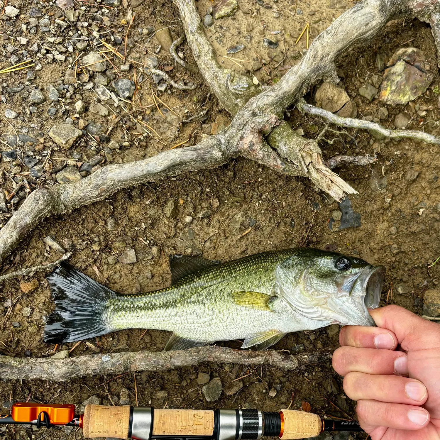 Largemouth bass caught on Fishbrain