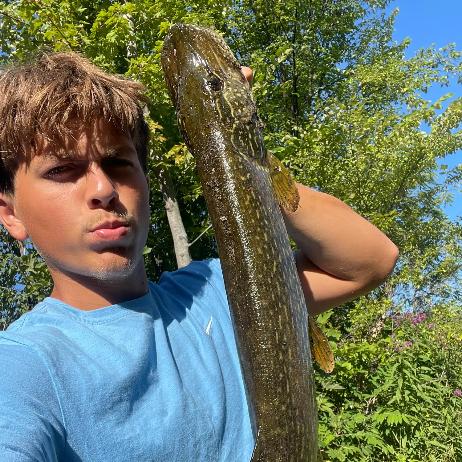 Northern pike caught on Fishbrain