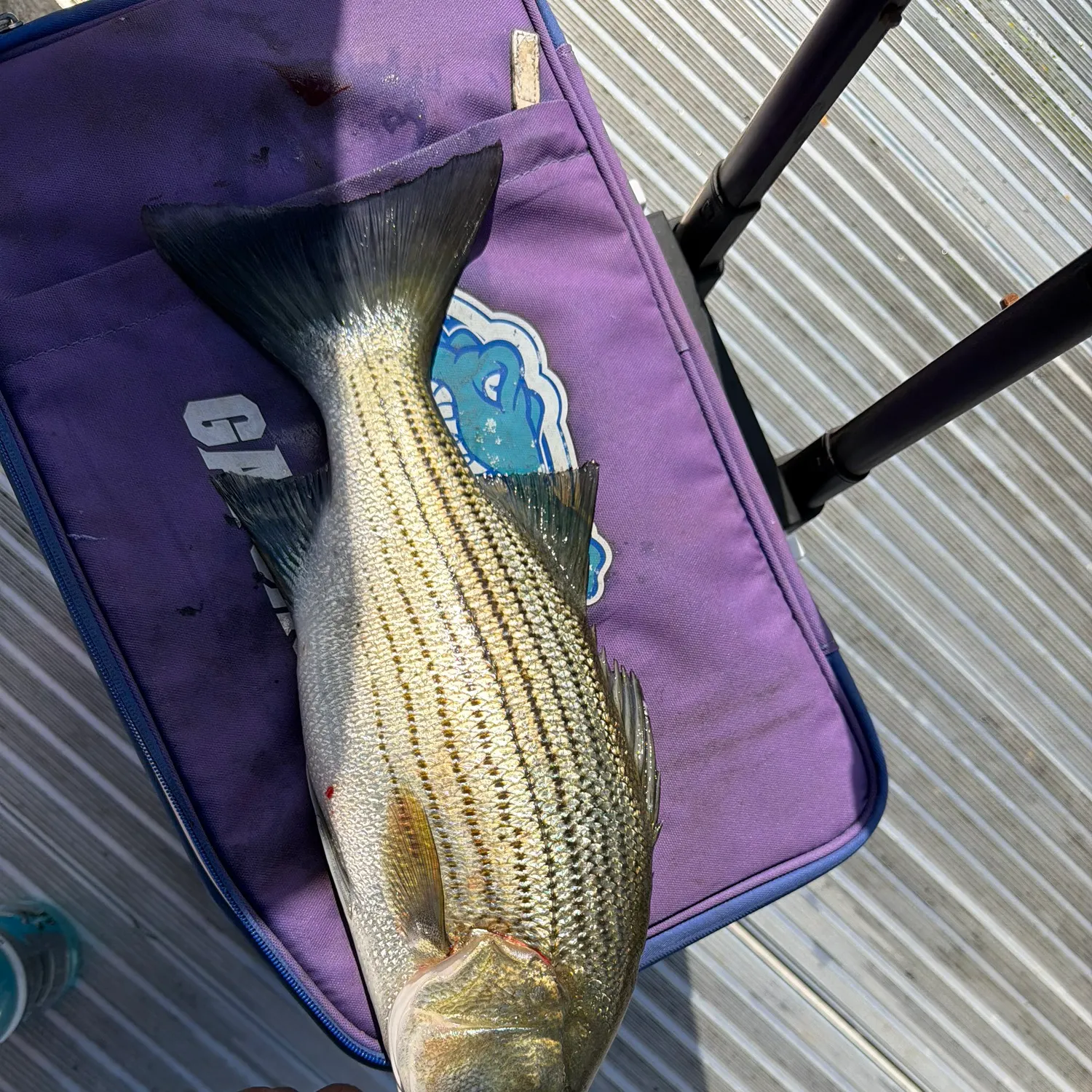 Wiper caught on Fishbrain
