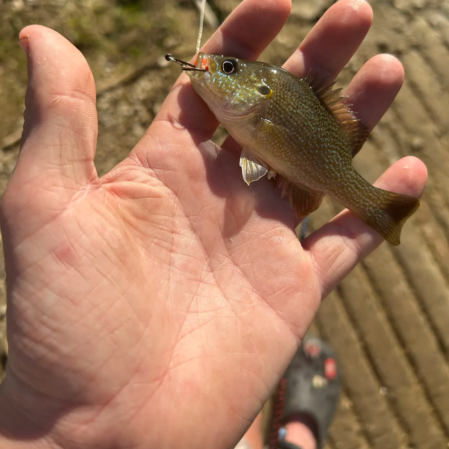 Green sunfish caught on Fishbrain