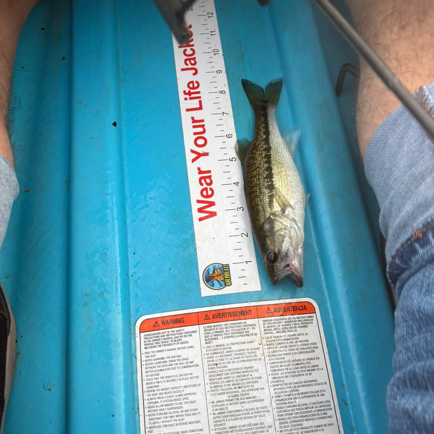 Spotted bass caught on Fishbrain