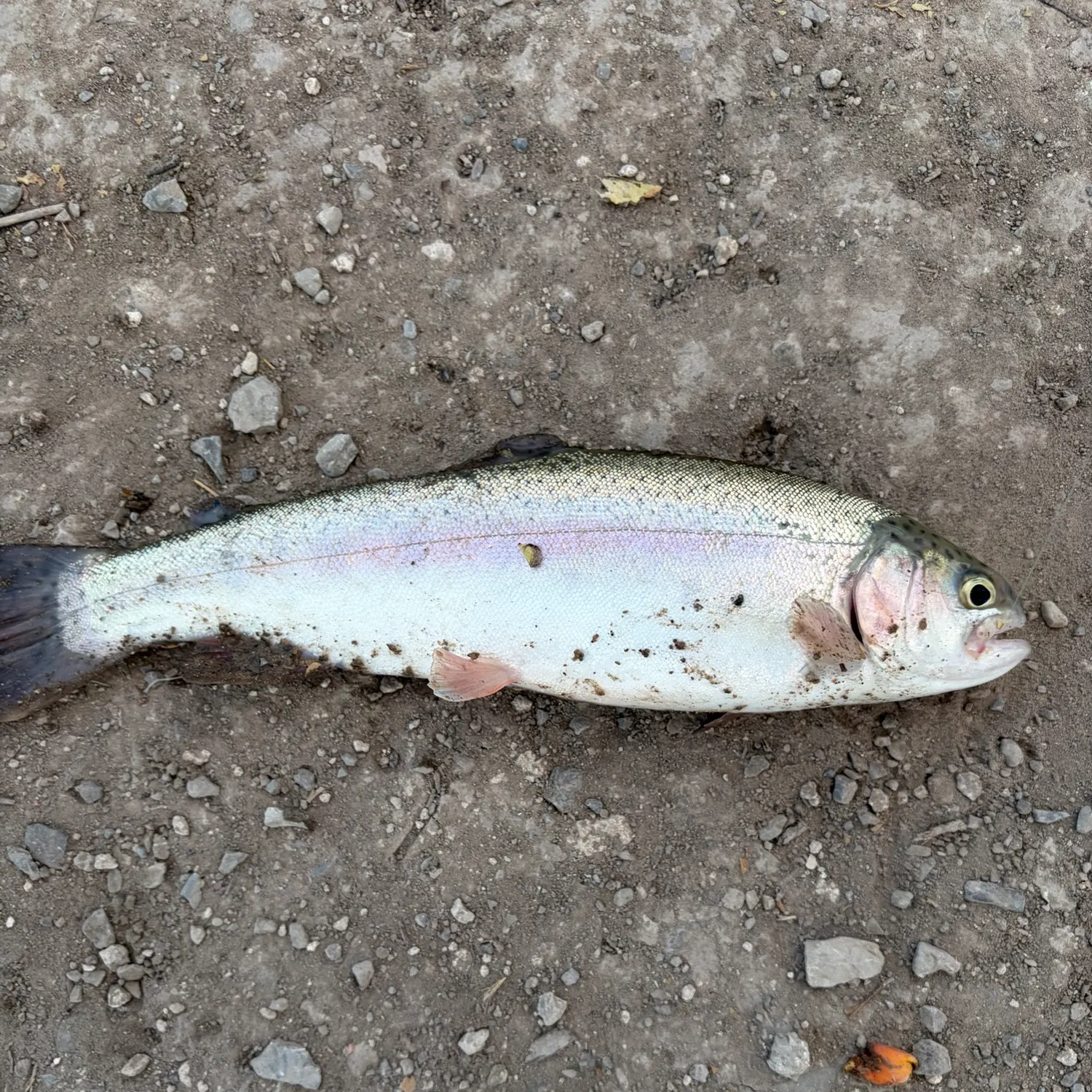 Rainbow trout caught on Fishbrain
