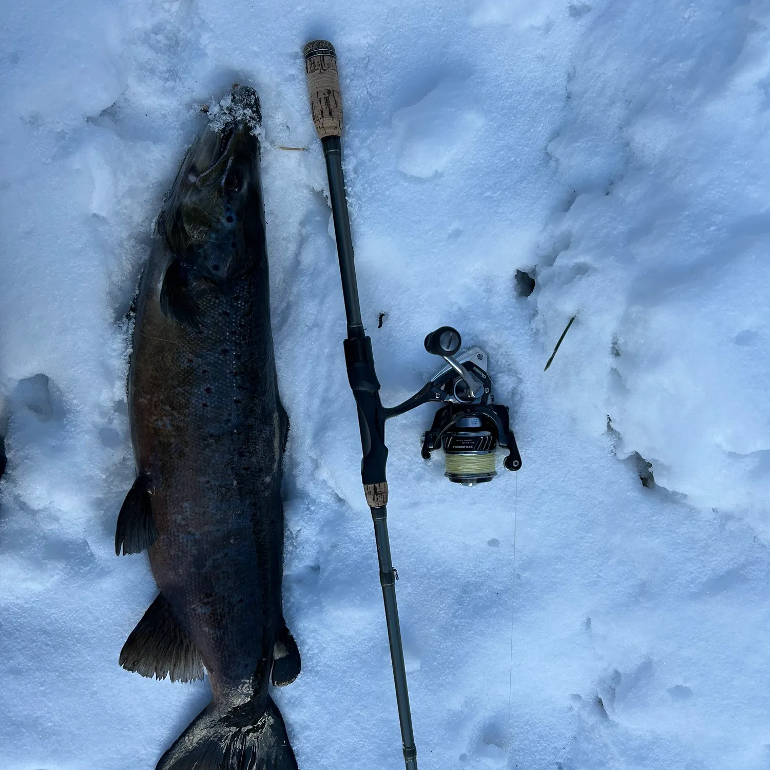 The most recent Atlantic salmon catches on Fishbrain