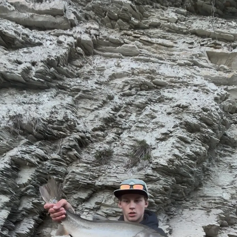 Bull trout caught on Fishbrain