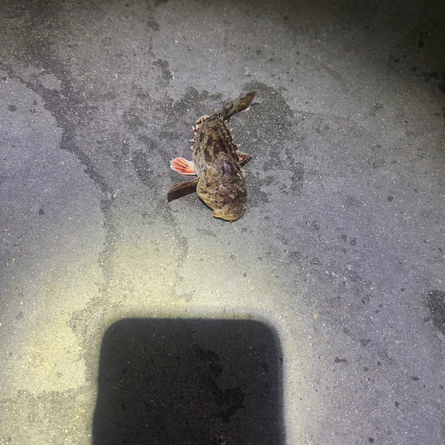 California scorpionfish caught on Fishbrain