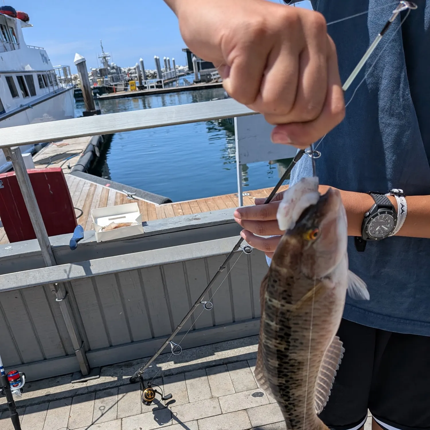 The most recent Seagrass wrasse catches on Fishbrain