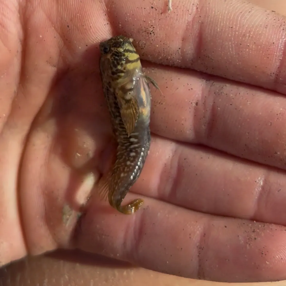 The most recent Bay blenny catches on Fishbrain