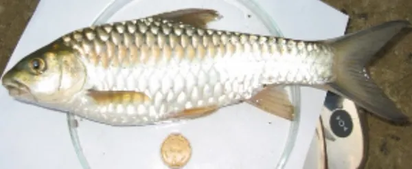 Copper mahseer