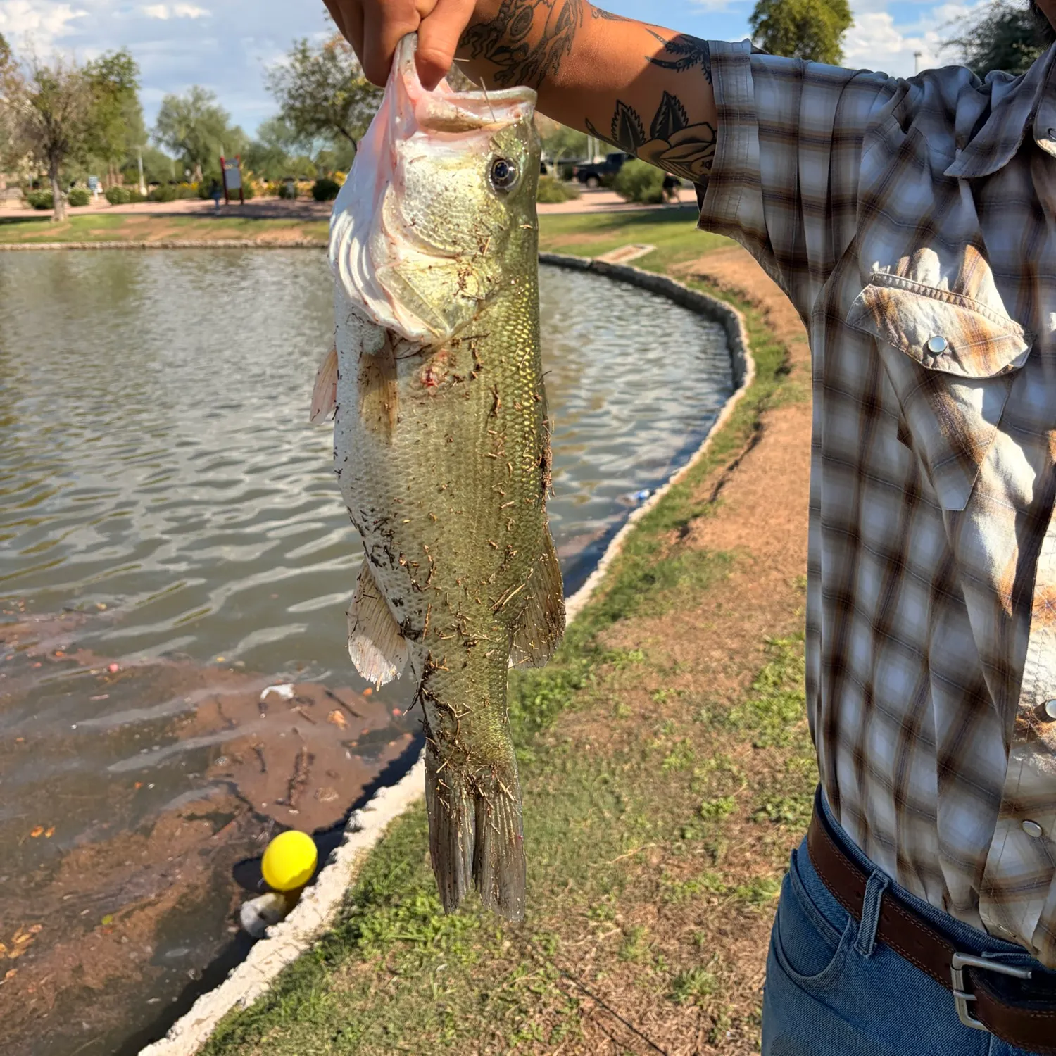 Largemouth bass caught on Fishbrain