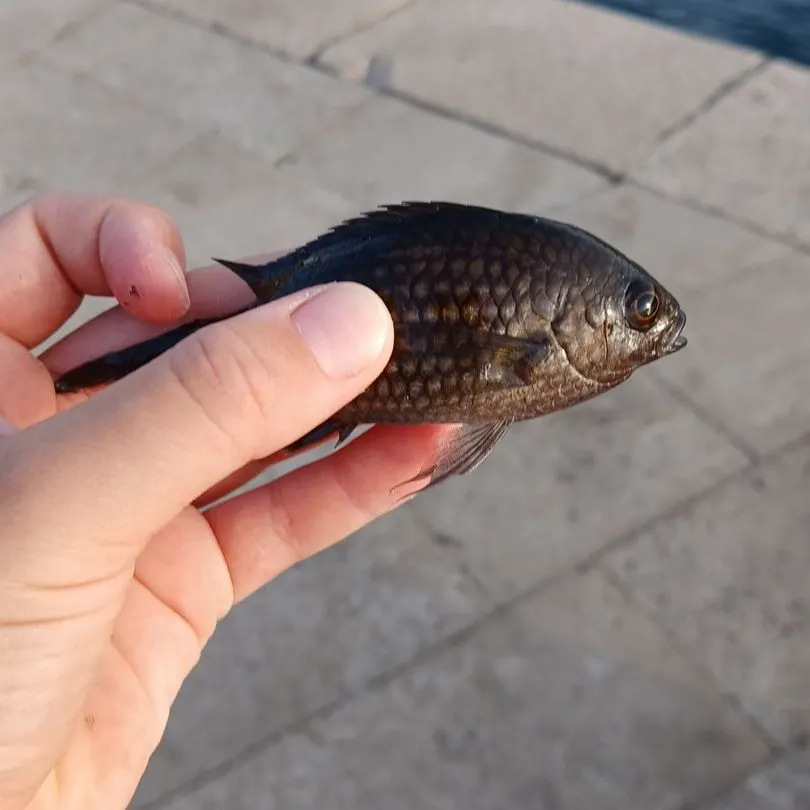 The most recent Luderick catches on Fishbrain