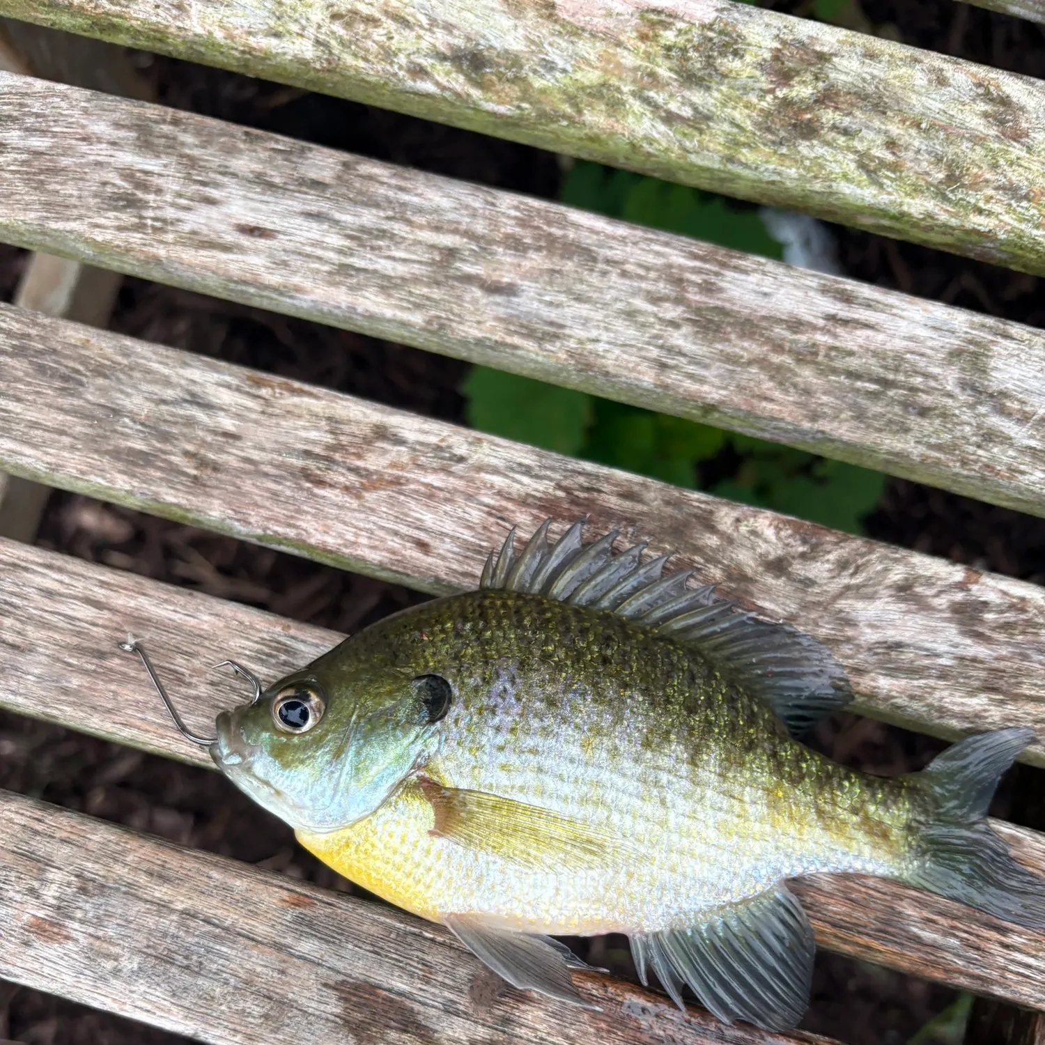 Fish caught on Fishbrain
