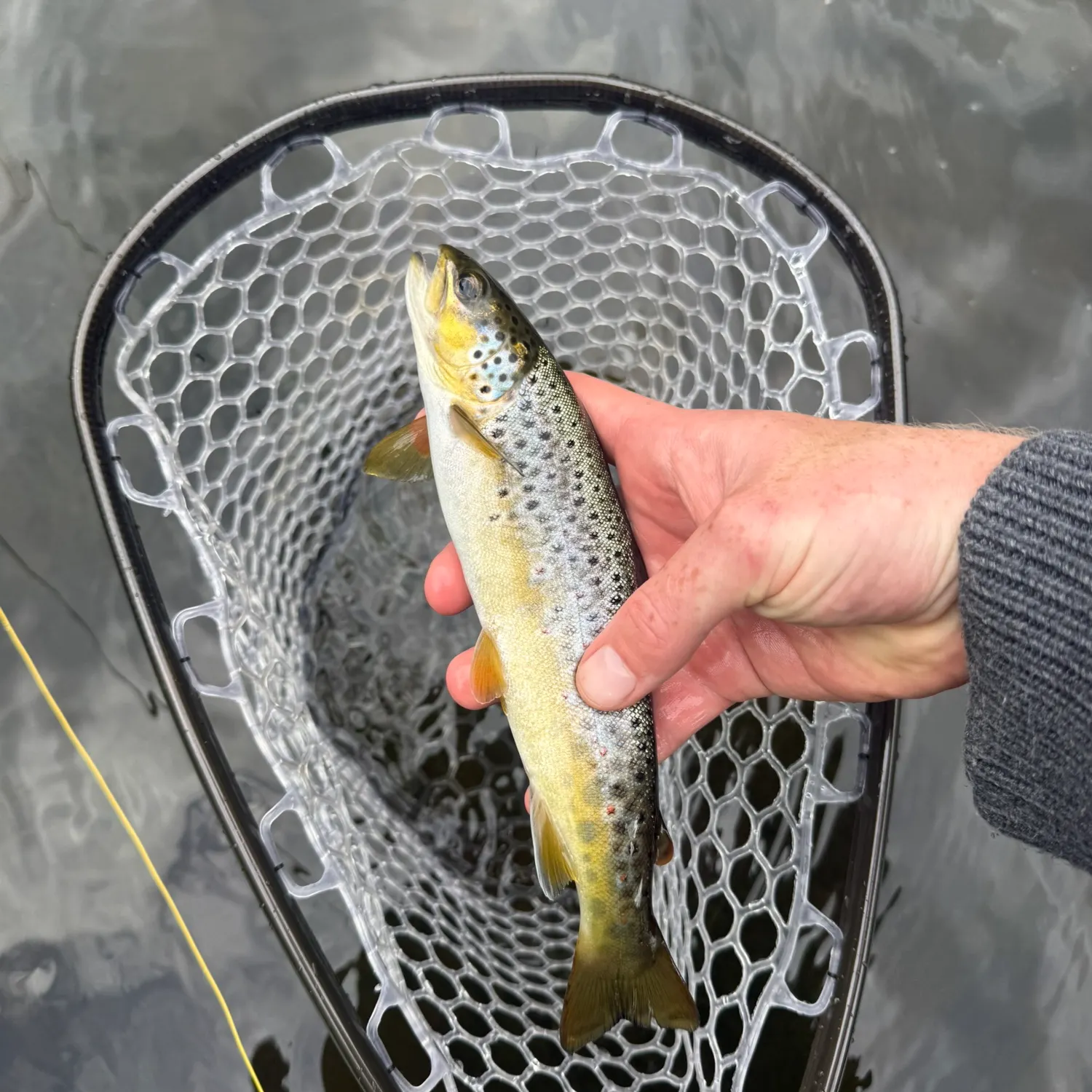 The most recent Brown trout catches on Fishbrain
