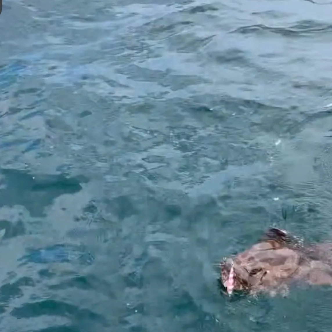 The most recent Spotted wobbegong catches on Fishbrain