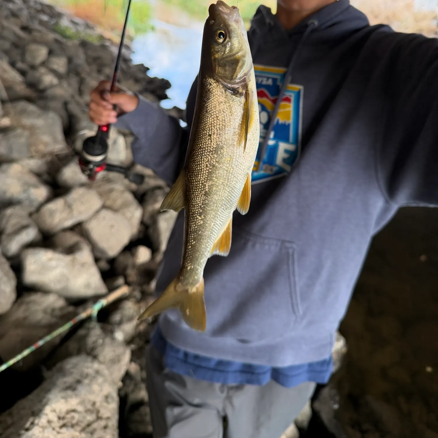 Chiselmouth caught on Fishbrain