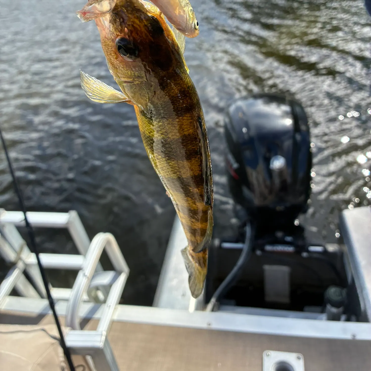 Yellow perch caught on Fishbrain
