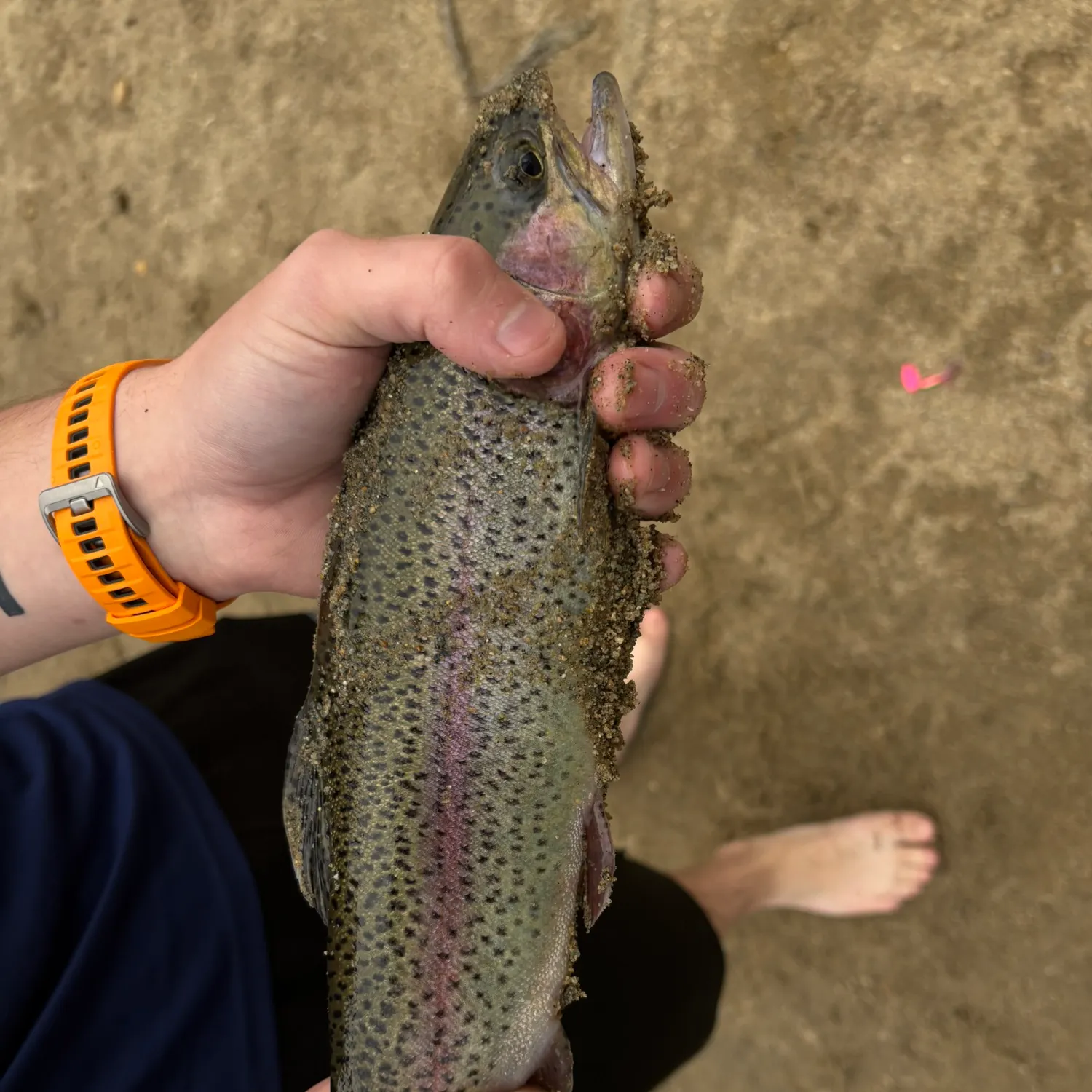 Rainbow trout caught on Fishbrain