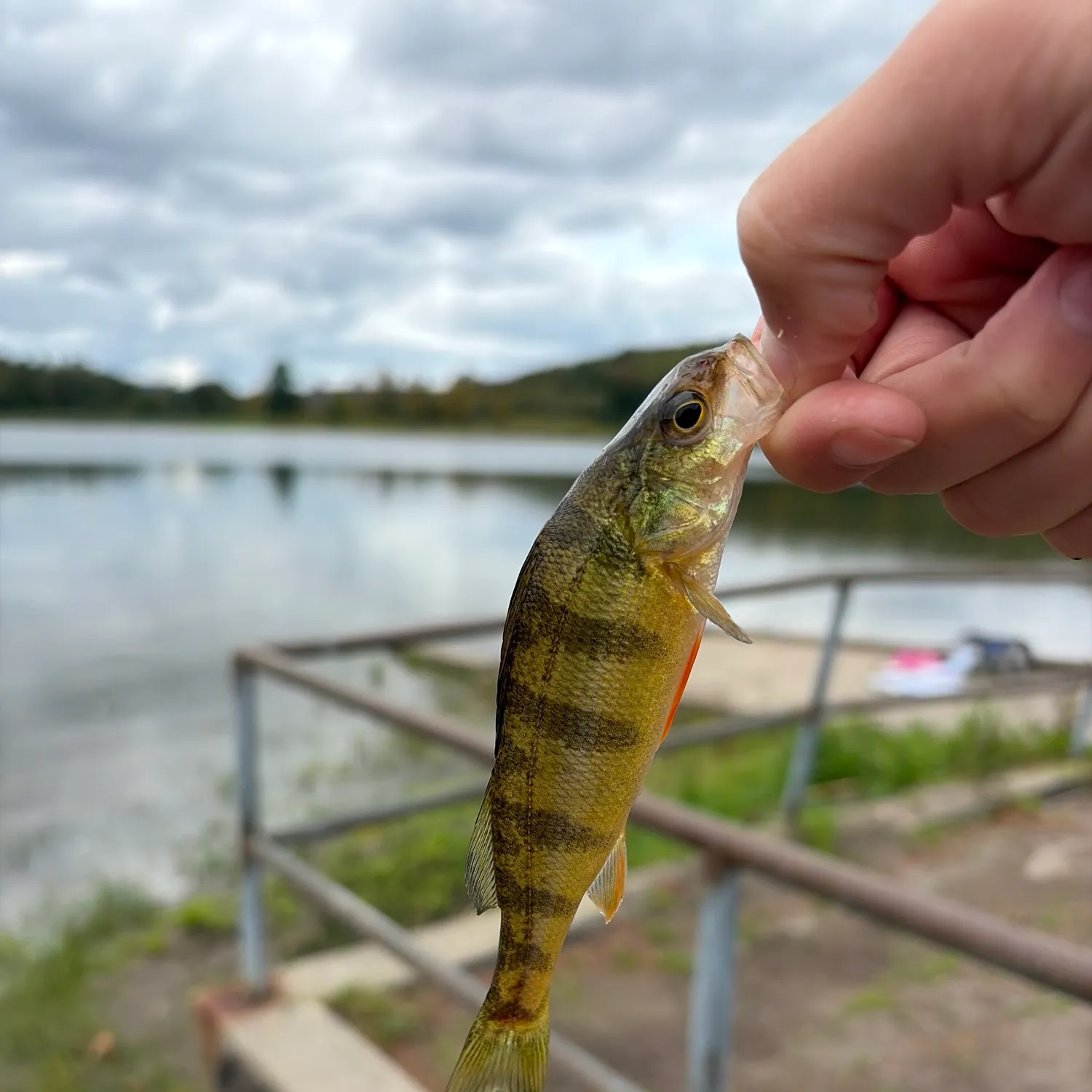 Yellow perch caught on Fishbrain