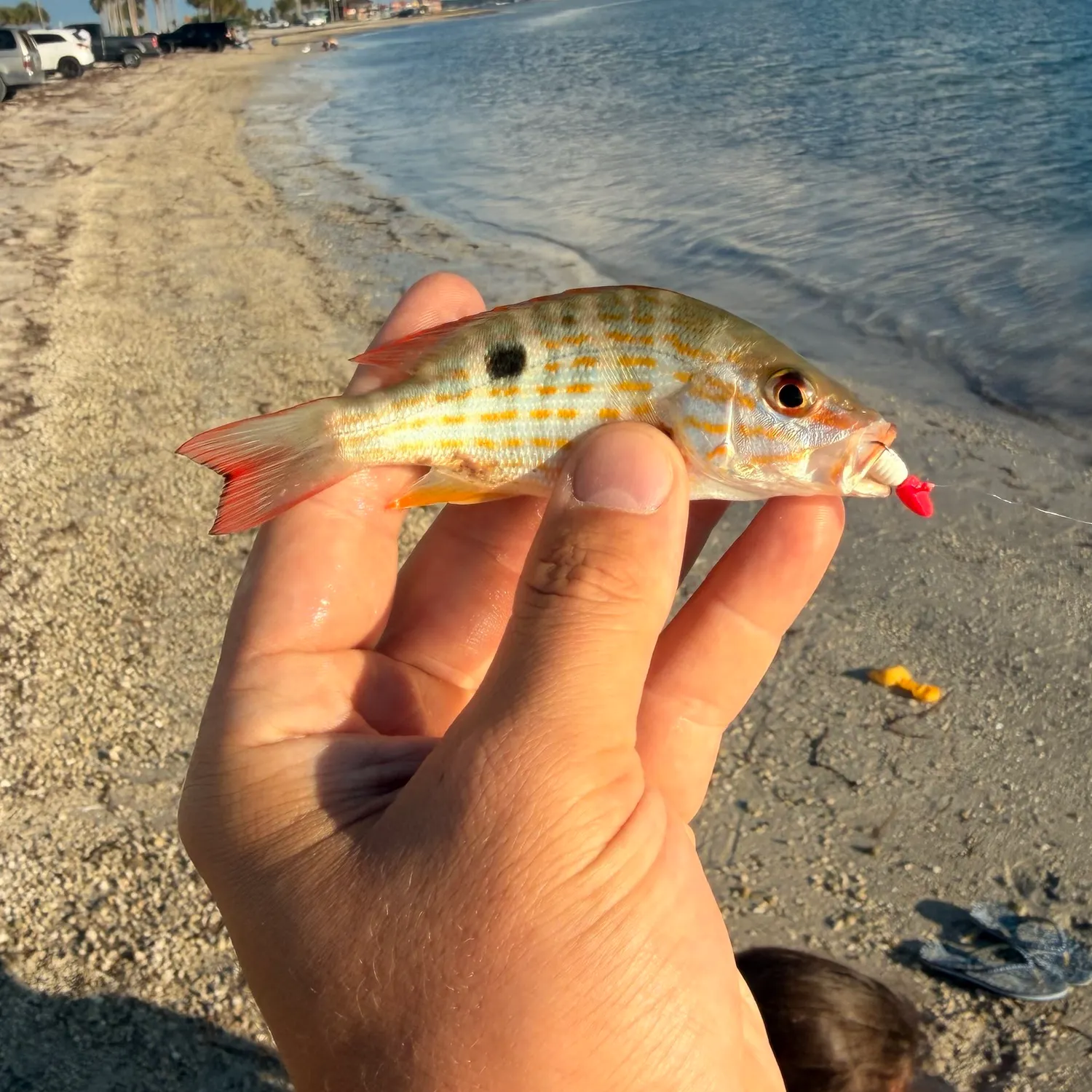 Lane snapper caught on Fishbrain