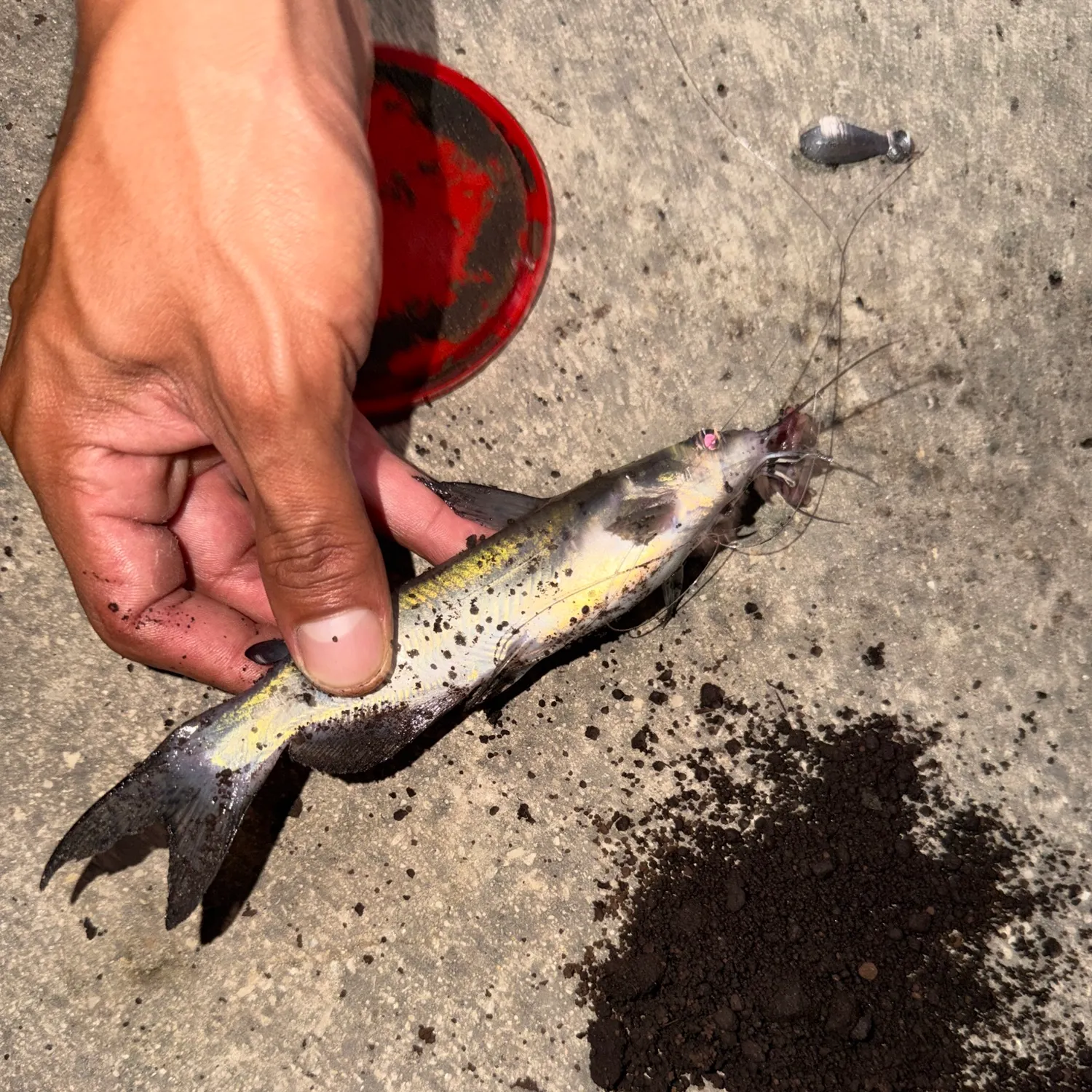 Channel catfish caught on Fishbrain