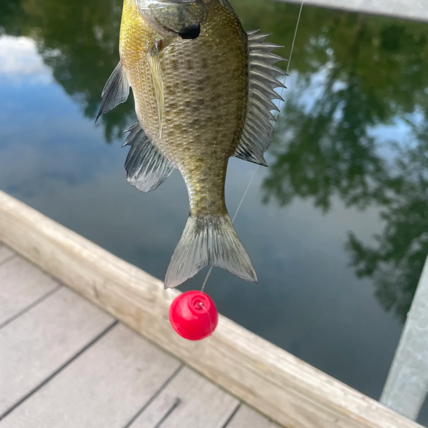 Bluegill caught on Fishbrain