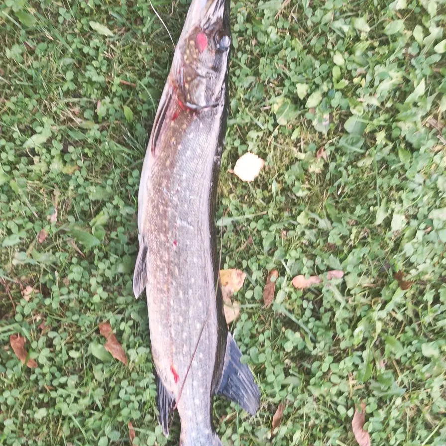 Northern pike caught on Fishbrain