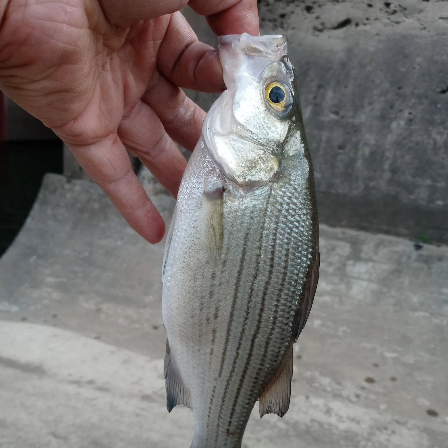 The most recent White bass catches on Fishbrain