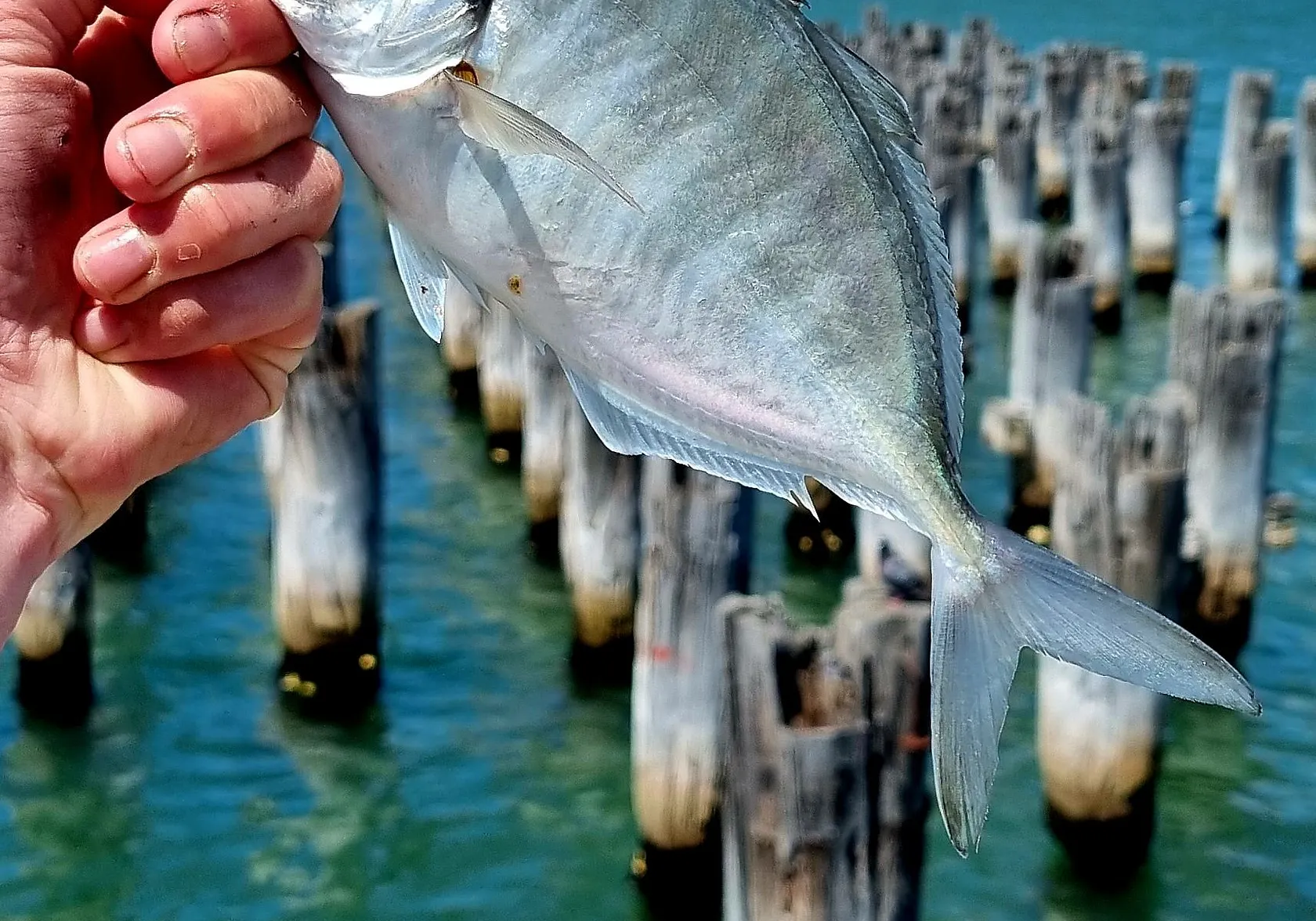 White trevally