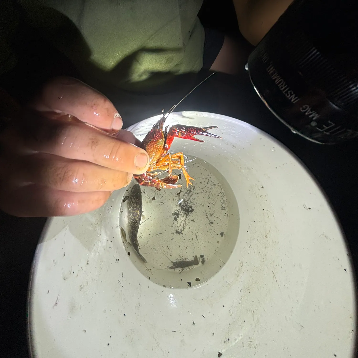 The most recent Red swamp crayfish catches on Fishbrain
