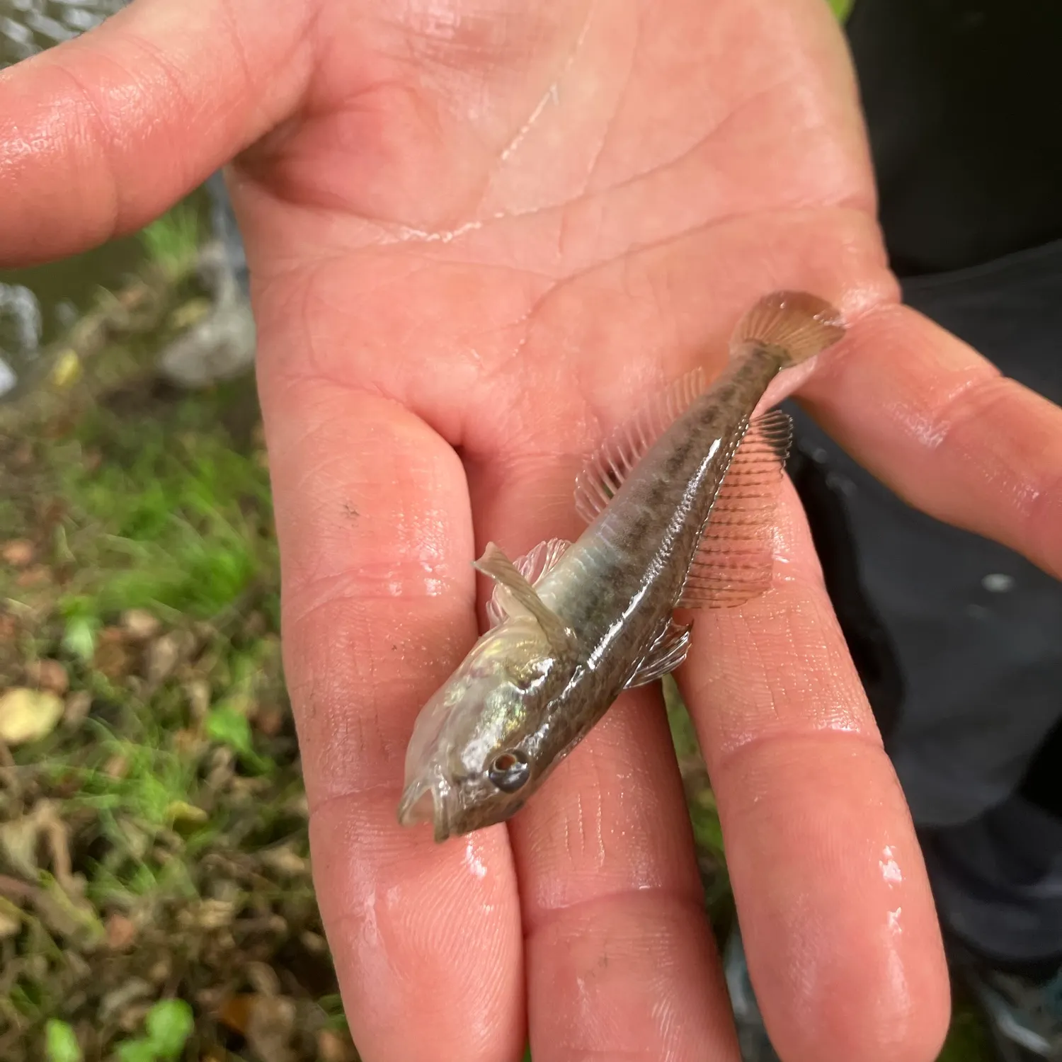 The most recent Monkey goby catches on Fishbrain