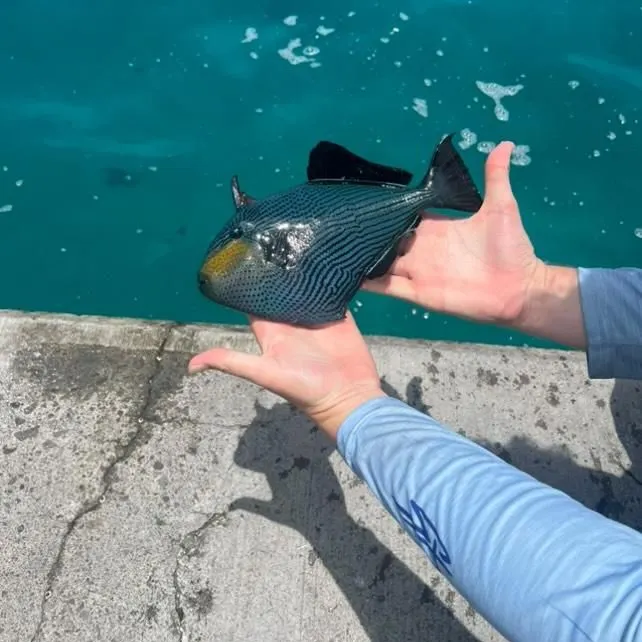 The most recent Black triggerfish catches on Fishbrain