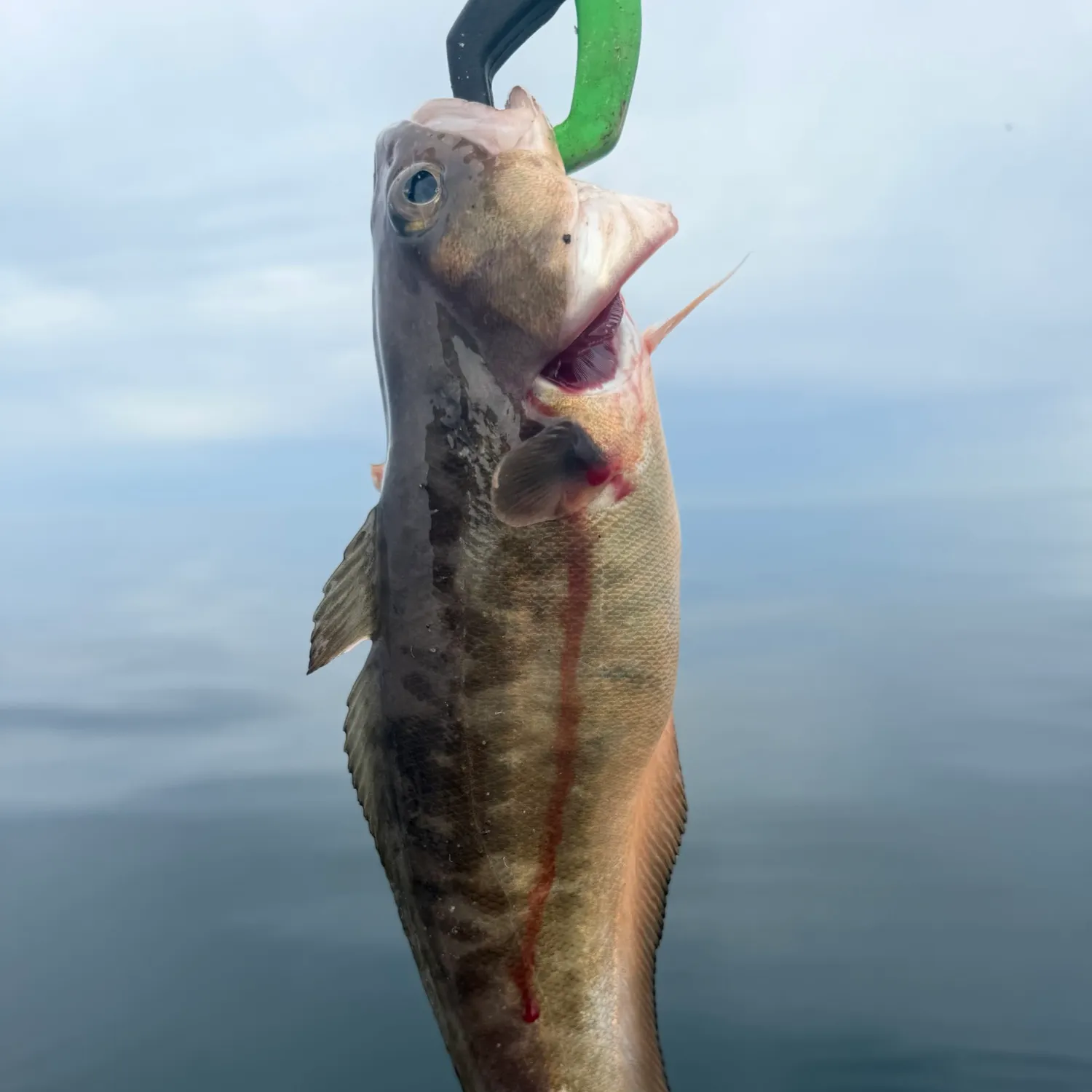 Red codling caught on Fishbrain