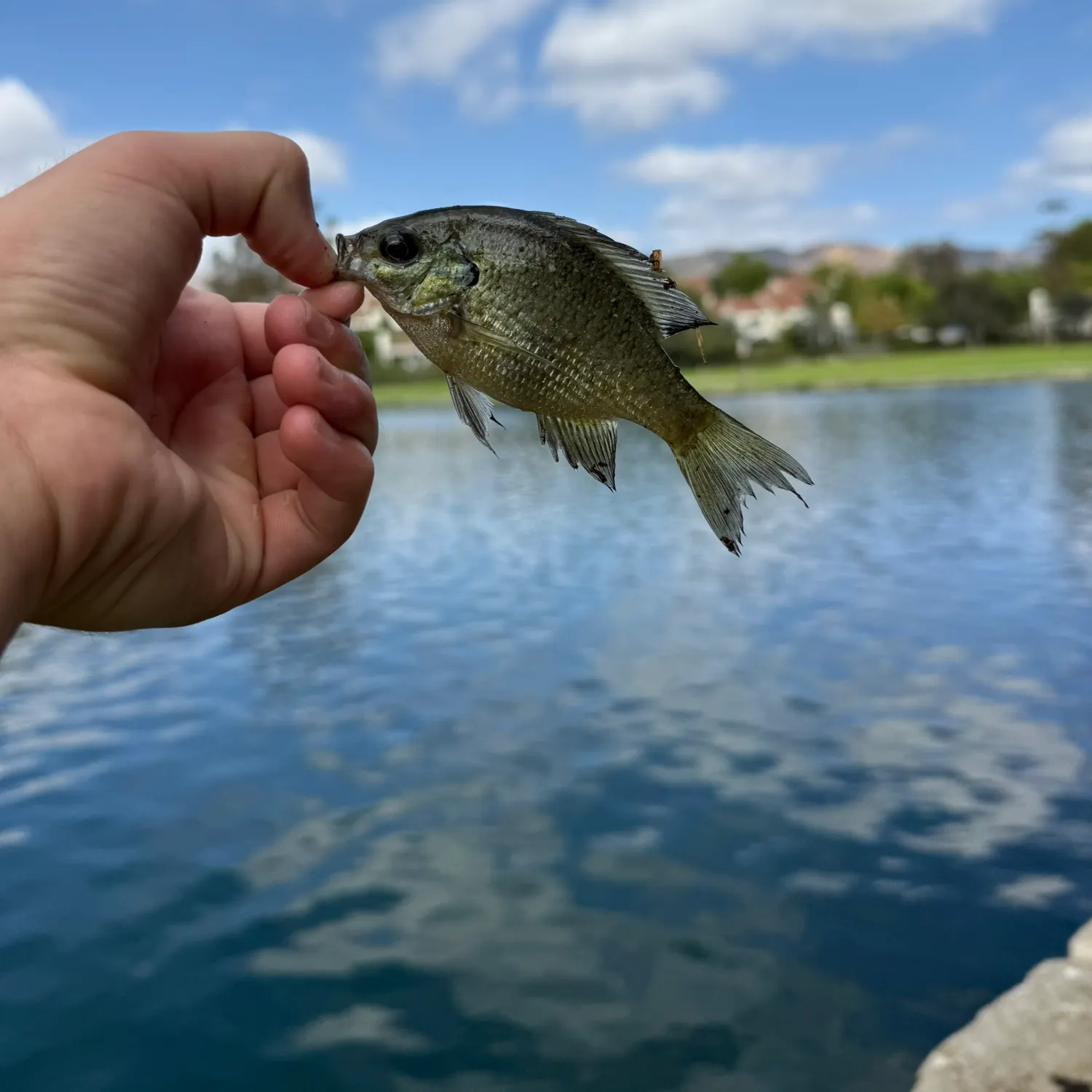 Bluegill caught on Fishbrain
