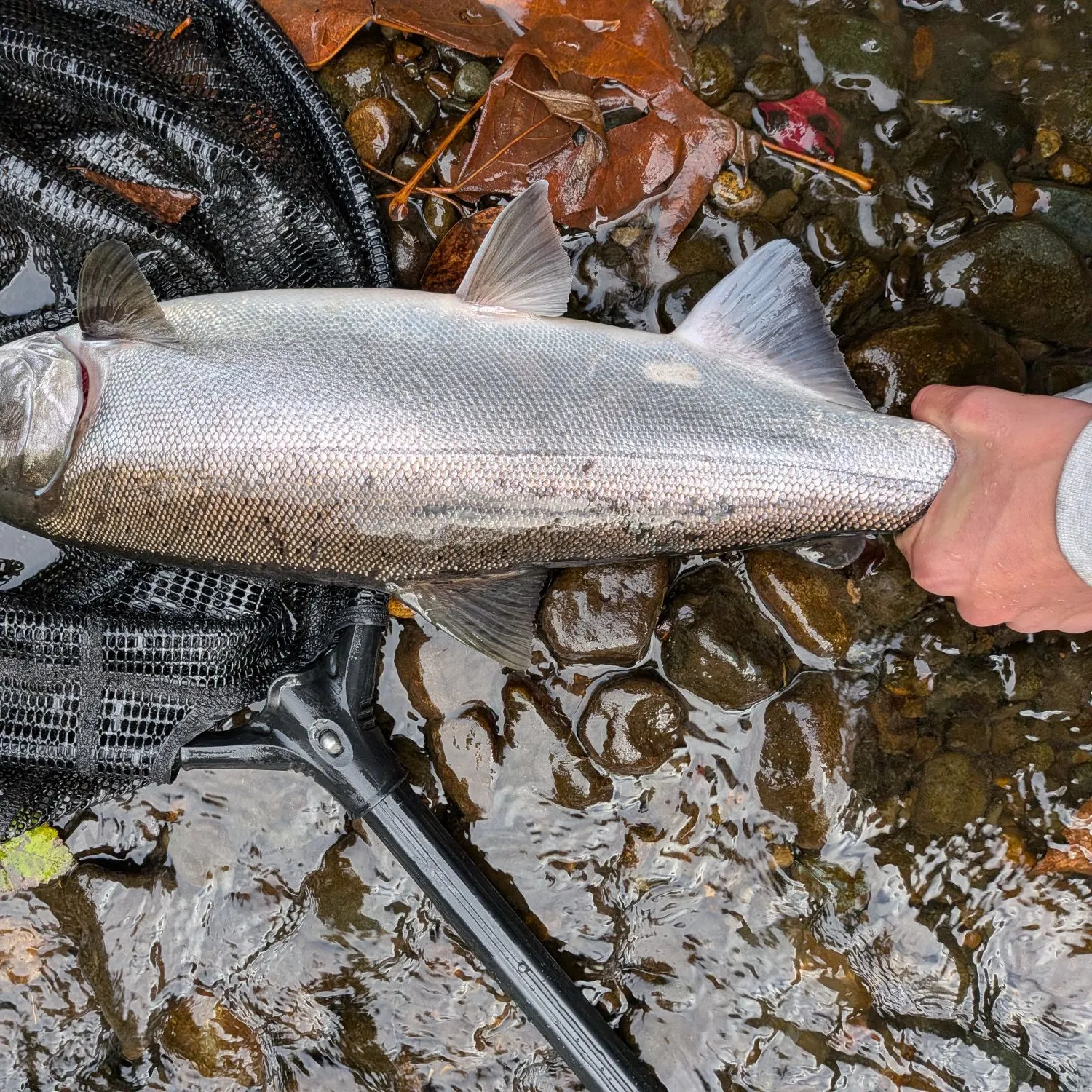 Coho salmon caught on Fishbrain